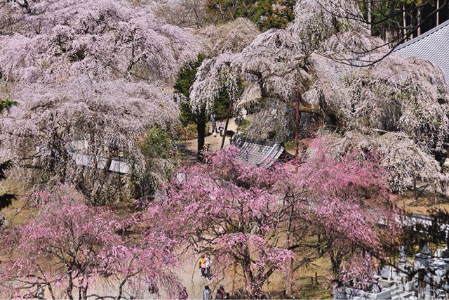 年版 清雲寺のしだれ桜は凄い 樹齢600年の風格は圧巻です Chichibu Life アウトドア好きなファミリーブログ